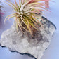 Air Plants On Crystals