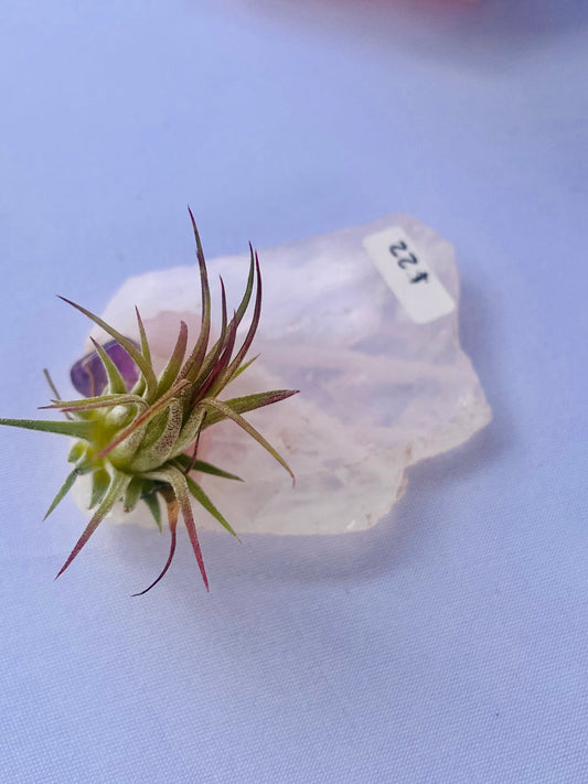 Air Plants On Crystals