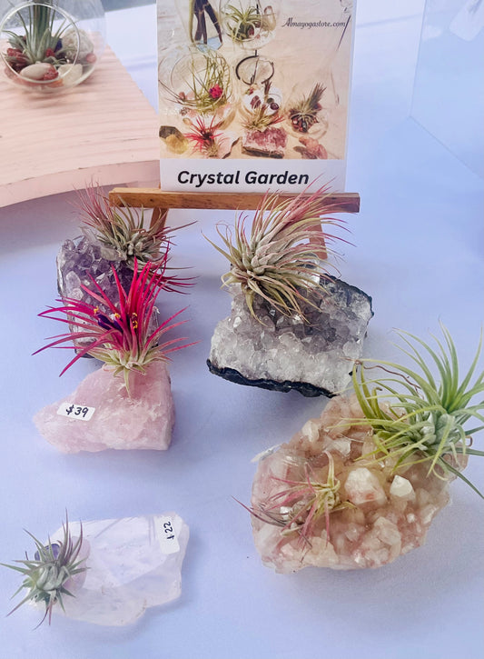 Air Plants On Crystals