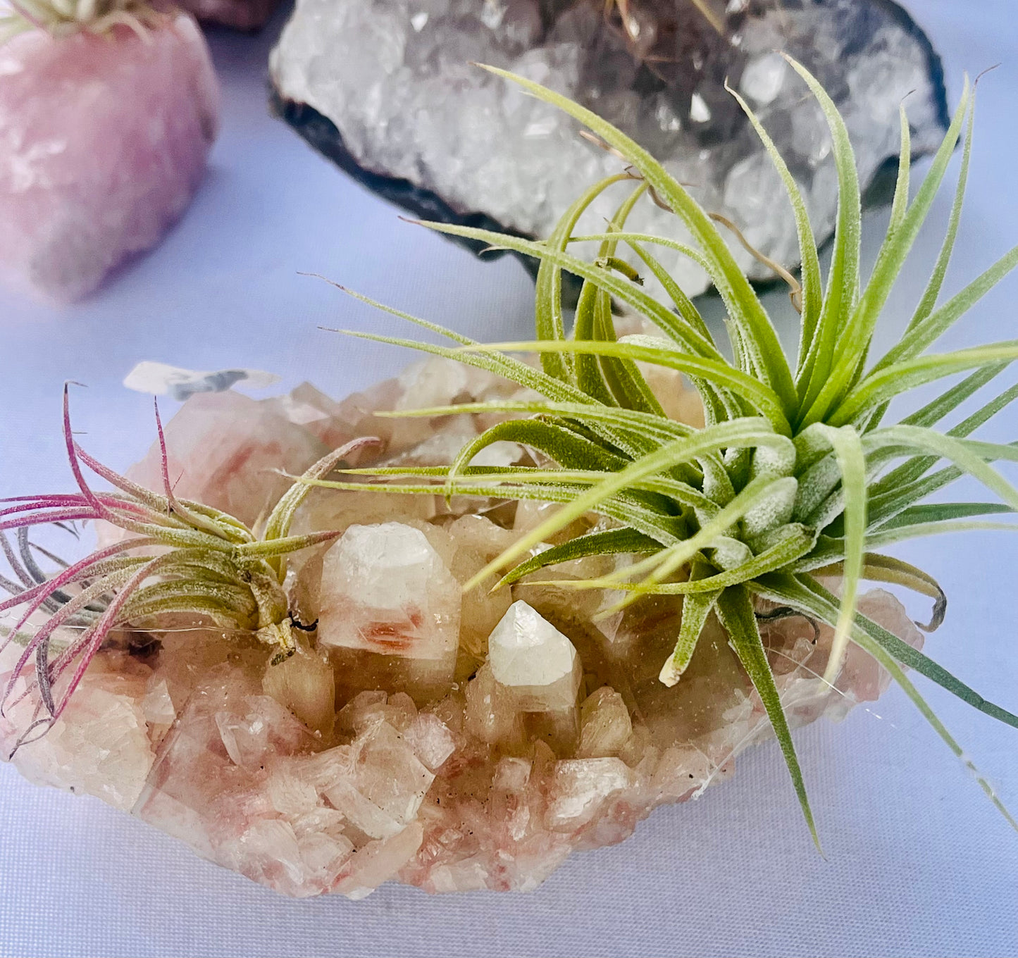 Air Plants On Crystals