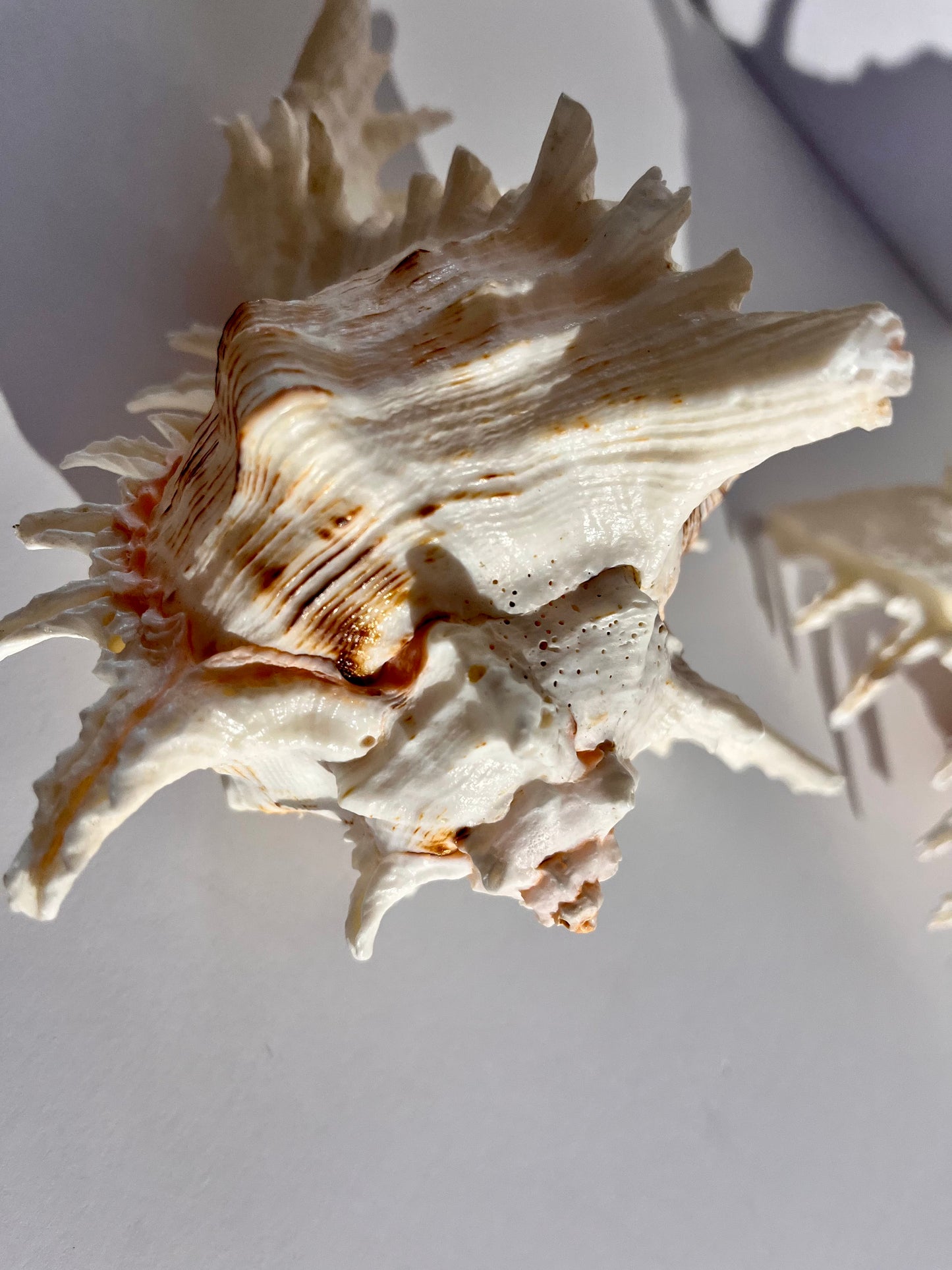 Stunning White Murex shells