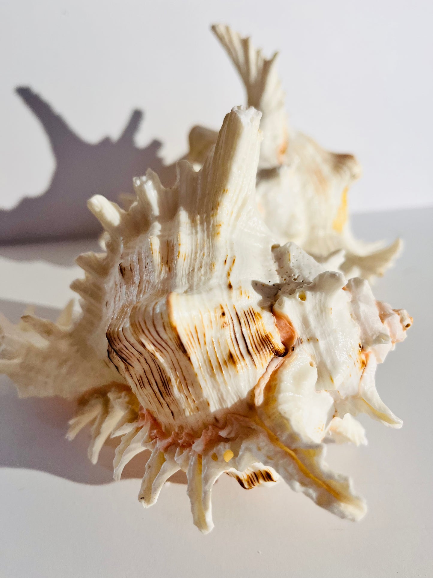 Stunning White Murex shells