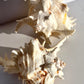 Stunning White Murex shells