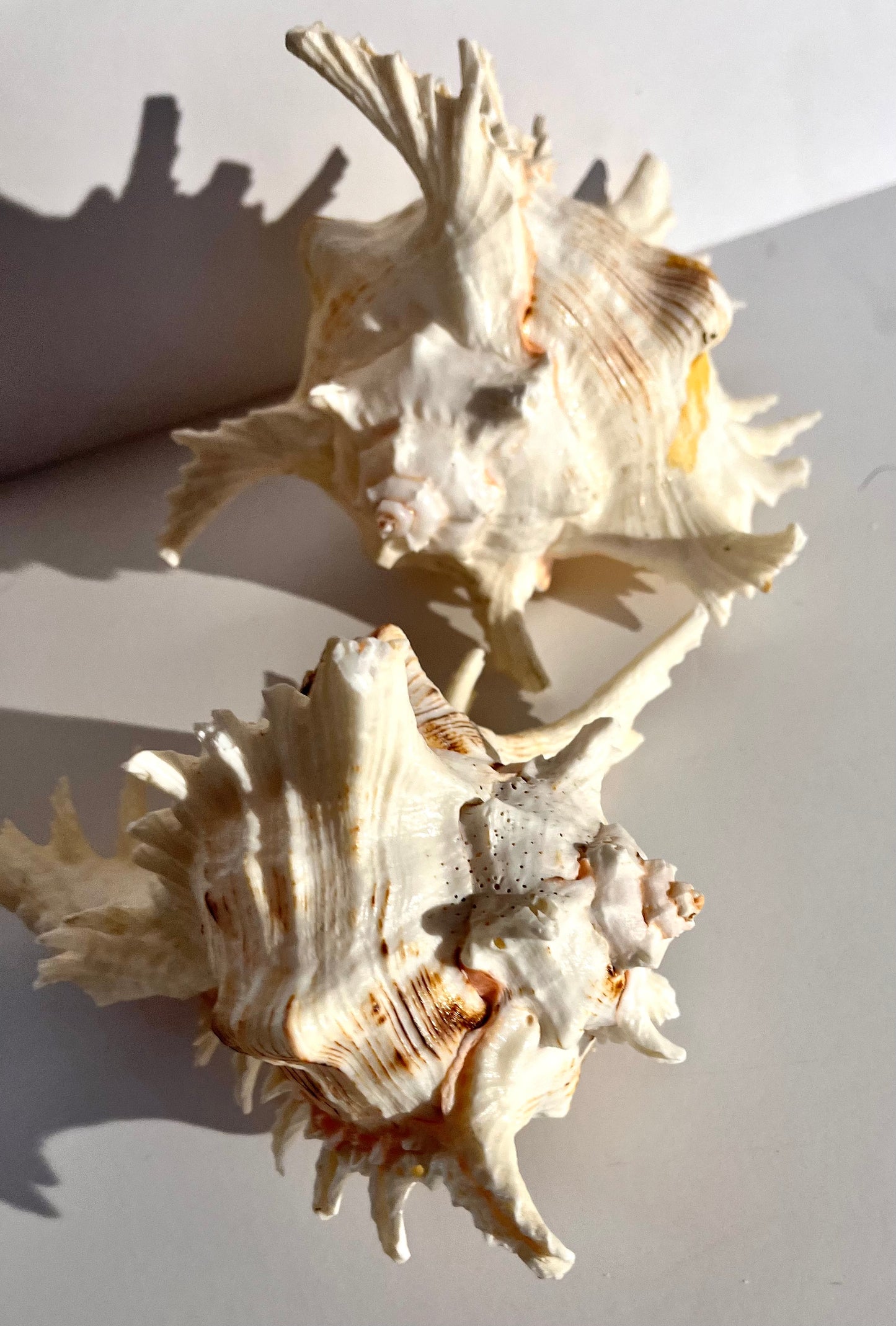 Stunning White Murex shells