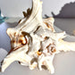 Stunning White Murex shells