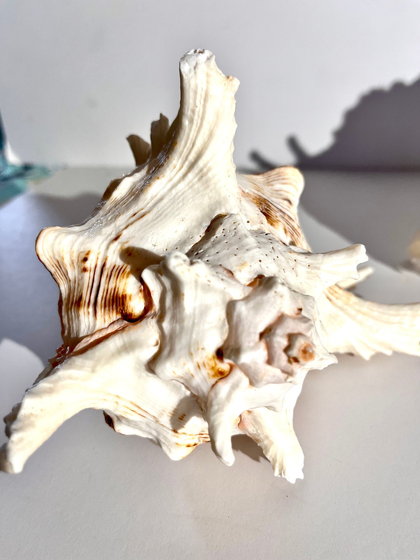 Stunning White Murex shells