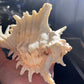 Stunning White Murex shells