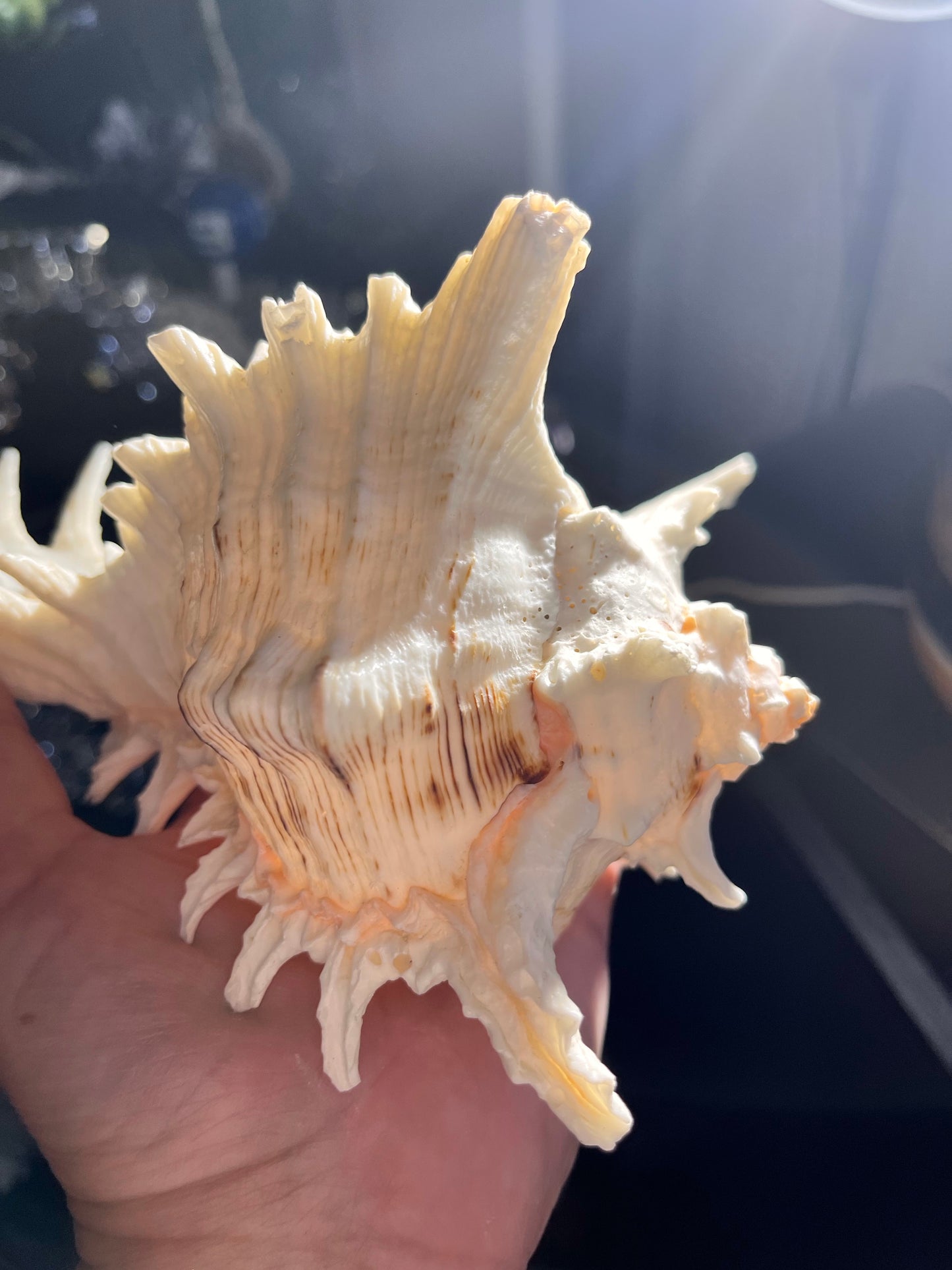 Stunning White Murex shells